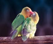 bird couple parrots 4880.jpg from gay loving birds