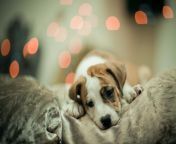 cute puppy wallpaper.jpg from index puppy