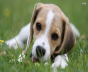 animals dogs cute beagle dog lying on the grass 049961 .jpg from lyingdoggy