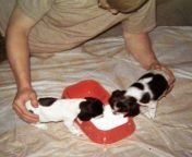 puppies drinking milk.jpg from woman give milk two puppies