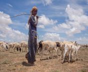 girl with sheep and goats somali region ethiopia credit edwina stevens small world stories ethiopia delivering as one.jpg from and woman