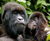 rwanda volcanoes gorilla mother and baby jpeg from gorillas and