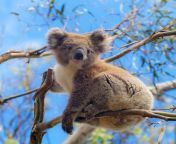 koala in the trees 14.jpg from www koual pickcher