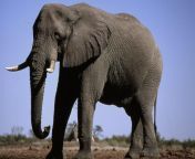 elephant jeremy jowell 1280x881.jpg from elpant se