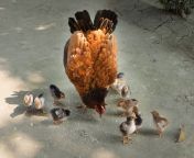 2014 11 19 12 14 17 bangladesh chicken chicks patuakhali.jpg from চায়না বডি মেসেজ চ চায়না বডি মেসেজ চুদাচুদিদেখান