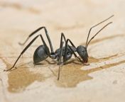carpenter ant tanzania crop.jpg from 12eyar ant ant