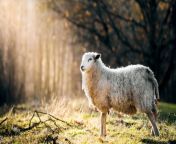 152296 animals sheep sunlight grass nature.jpg from sheap