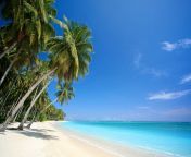 207436 beach palm trees sea landscape nature.jpg from strand
