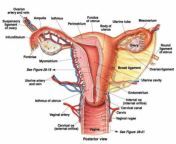 female genital tract offemale tract • external genitalia• internal accessory reproductive check anatomy of female genital organs related videos.jpg from female genital anatomy