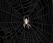 spider web 11 605.jpg from web