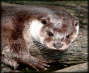 otter by miirex d32erw4.jpg from deviant otter