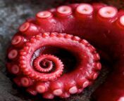 5482383469 1957b455ec b.jpg from tentacle octopus