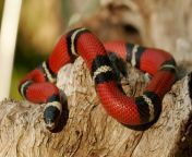 kingsnake sinaloan milk snake.jpg from snokas