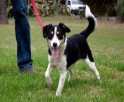 jack russell terrier x collie.jpg from coile x