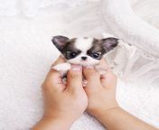 22 adorably tiny puppies that will make your heart melt from cuteness 14.jpg from little tiny