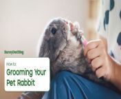 2023 07 25 bunnydad rabbitgrooming thumbnail jpgv1690845710 from butt crush live rabbit