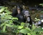 hqdefault.jpg from chimpanzees fucking woman in jungle brother rape sister sleeping sex in bedroom mmsangla