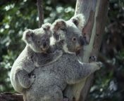 a koala bear hugs a tree national geographic.jpg from koal apuna gay