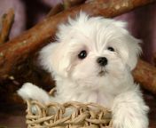 cute puppy puppies 15813268 1024 768.jpg from doys dogs hd xxb