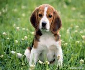 beagle wallpaper dogs 7013951 1024 768.jpg from bigle all your pix