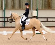 golden girl 1 8 10 2.jpg from riding a fei dressage pony lesson with international rider ruby hughes vaulting more