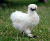 silkie white chicks 500x500.jpg from indian silkie