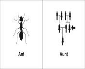 ant aunt.jpg from aunty ant