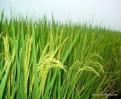 rice crop barapind zafarwal shakargarh narowal.jpg from zafarwal
