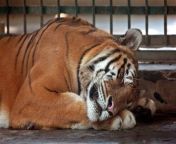 dhaka zoo royal bengal tiger from sundarbans forest sleeping mirpur dhaka city beautifulbangladesh.jpg from mirpur dhaka sex xxx evaংলাদেশি নায়িকা চুদাচুদ