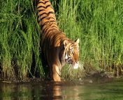 royal bengal tiger sundarban bangladesh.jpg from bangladeshi jungle