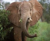 african elephant.jpg from elpant se