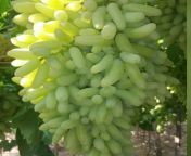sonaka green grapes 500x500 jpeg from sonaska
