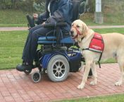 guide assistance dog working.jpg from guide can