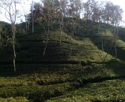 tea garden 1.jpg from srimangal