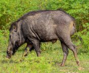 2a wild boar yala.jpg from bai boar