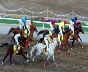 royal horse racing festival in muscat on january 2 2014 the festivalu0027s shows were presented by male and female riders of the royal cavalry and royal household troops the royal guard of oman 2.jpg from i’m not royal
