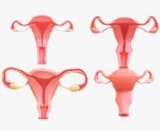 female reproductive system section bundle 3d model c4d max obj fbx ma lwo 3ds 3dm stl 4523575.png from puberty 3d