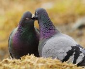 gay pigeons min.jpg from gay loving birds