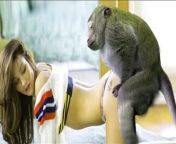 monkey mating funny monkey video playing with group daily life.jpg from with a mokey xxx porn