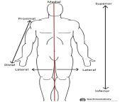 anatomical terms of location.jpg from proximal