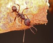 antphoto1.jpg from ants twisty