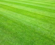 how to care for a fine lawn 1.jpg from lawn