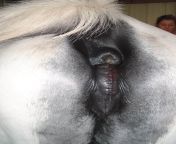 caslicks procedure.jpg from mare vulva licking