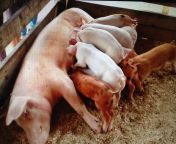 photo9.jpg from breastfeeding piglet