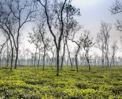 tea fields srimangal bangladesh sylhet division 88218524.jpg from srimangal