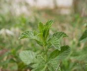 young mint shoots grew field grasses meadow sunny summer day fresh green leaves wild mint young mint shoots 201270612.jpg from sunny leon hot xxx mint videosƲের সেক্সgillage