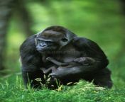 gorilla gorilla gorilla female baby gorille de plaine gorilla gorilla graueri 171559794.jpg from gorilla à¤à¥ à¤¸à¤¾à¤¥ à¤²à¤¡à¤à¥ à¤à¤¾ movies xxx