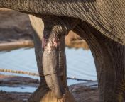 grande pênis ereto do elefante africano com waterhole no fundo botswana áfrica 100137432.jpg from xxxx elephan xxx video lko
