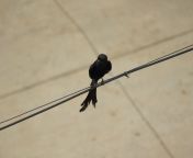 koel also called as eudynamys orientalis cuckoo nightingale eastern koel rainbird stormbird indian male koel 113846801.jpg from xxxvideos donlodwww xxx koel xx dv বাংলাxxবাংলাদেশী মডেল পিয়া