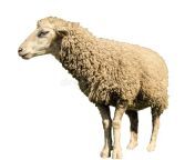 sheep white background path lines animal isolate 123152385.jpg from www xxx moves comnimals bhed caw bafelos sex video